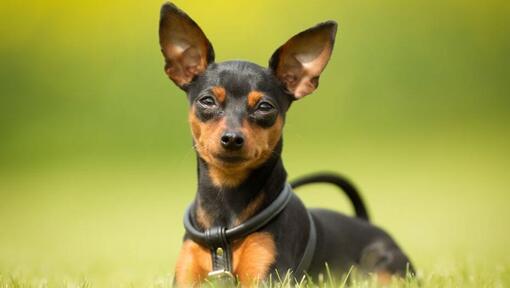 cão Pinscher miniatura deitado