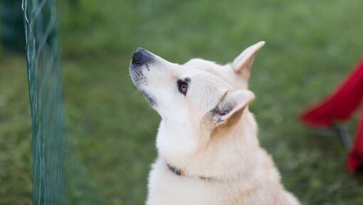 cão Buhund Noruegês na relva