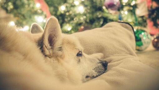 cão Buhund Noruegês ao pé árvore de natal