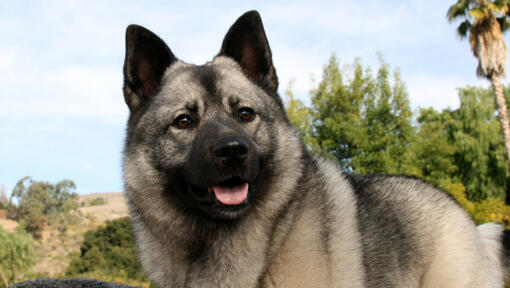 cão Elkhound Norueguês