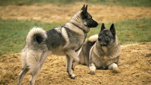 Dois Elkhounds noruegueses estão a brincar um com o outro na relva