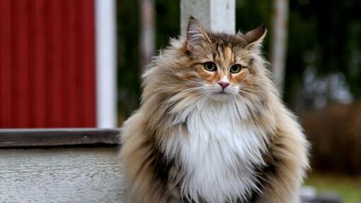 Gato norueguês da floresta de pé no quintal