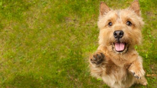 Terrier a saltar em direção à camera