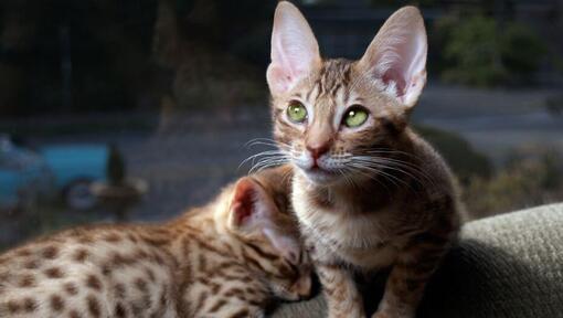 Dois gatinhos Ocicat estão a preparar-se para dormir