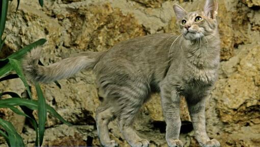 Gato de cabelo comprido oriental a brincar no jardim