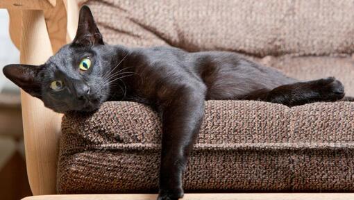 Gato de cabelo curto oriental deitado no sofá