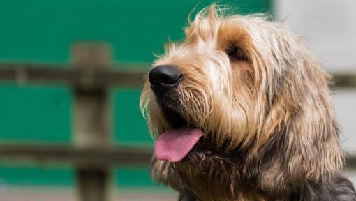 cão Otterhound