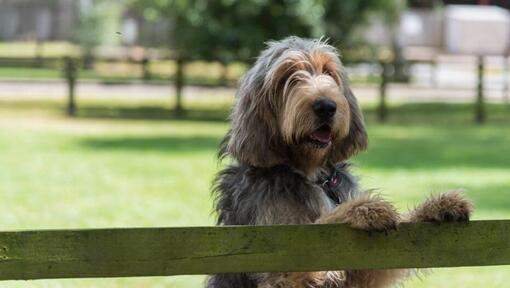 Otterhound encostado numa cerca