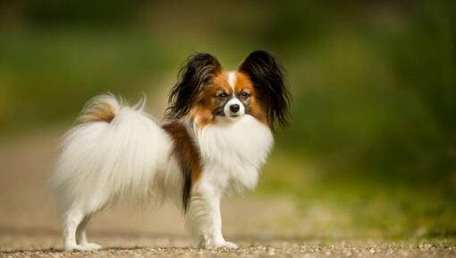 Papillon de pé no parque