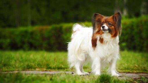 Papillon de pé no parque numa manhã quente de primavera