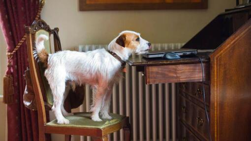 cão Parson Russell Terrier numa cadeira