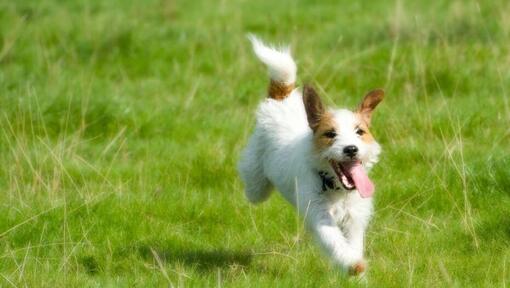 Parson Russell Terrier a correr no campo