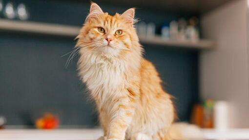 Gato de cabelo comprido persa de pé na cozinha
