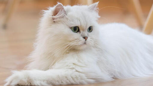 Gato de cabelo comprido persa deitado no chão