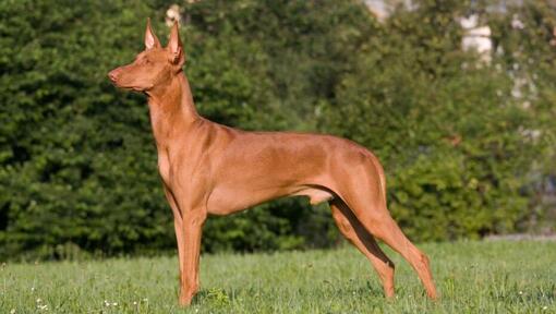 Pharaoh Hound em frente a arbustos