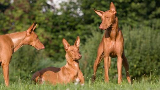 Três cães a descansar na relva