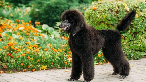 cão Poodle grande a andar no jardim