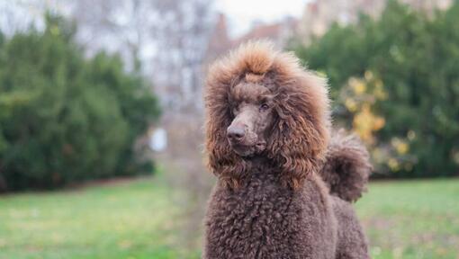 Brown Poodle (padrão) a andar no jardim verde