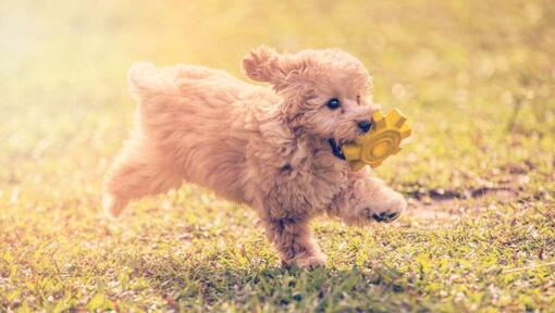 Poodle Toy a brincar e a saltar no jardim num dia quente de verão