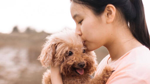 menina com caniche ao colo