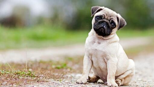 Pug sentado na estrada rural