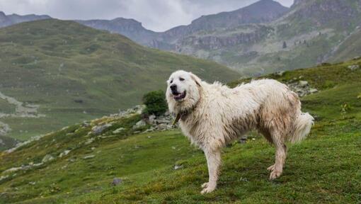 Cão da Montanha dos Pirinéus de pé perto das encostas das montanhas