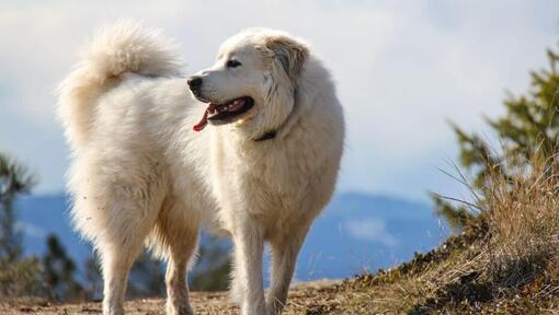 Cão da Montanha dos Pirinéus a andar perto da montanha