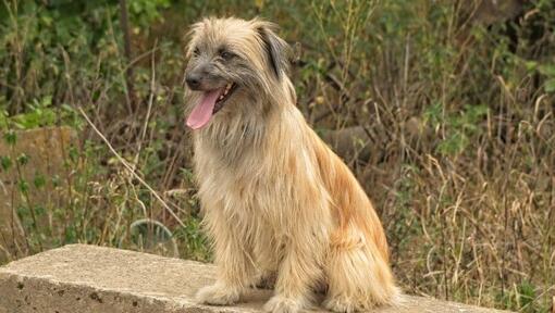 Cão pastor dos Pirinéus de pé no jardim