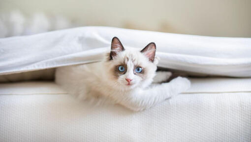 Gato Ragdoll deitado debaixo de um cobertor na cama