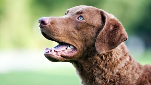 Chesapeake Bay Retriever com olhos azuis