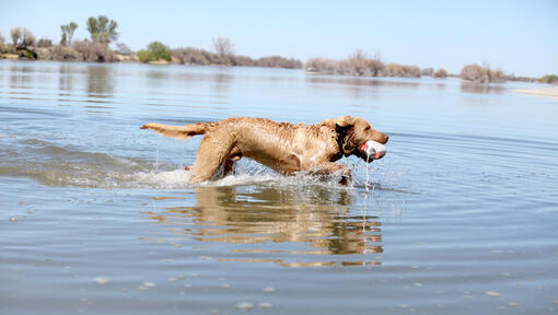 Chesapeake Bay Retriever na água