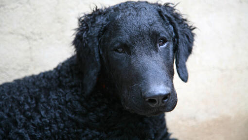 Retriever preto encaracolado a assistir