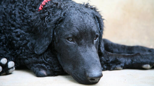 Retriever revestido encaracolado com colarinho vermelho deitado