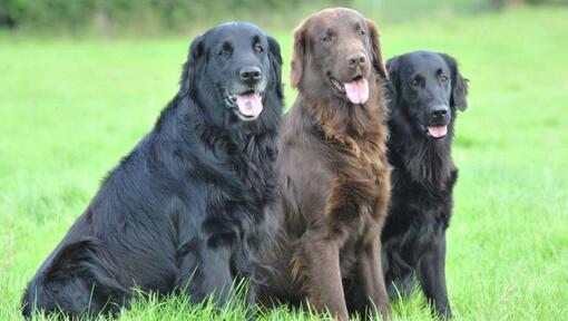 Três Flat Coated Retrievers sentados na relva