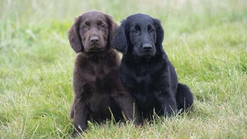 Filhotes de Flat Coated Retriever preto e castanho