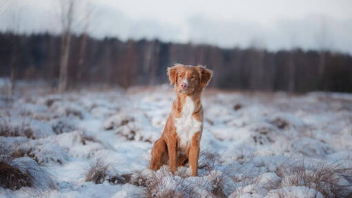 Retriever em pé na neve