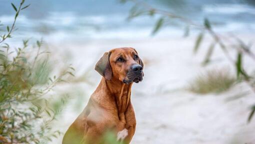 Rhodesian Ridgeback na praia