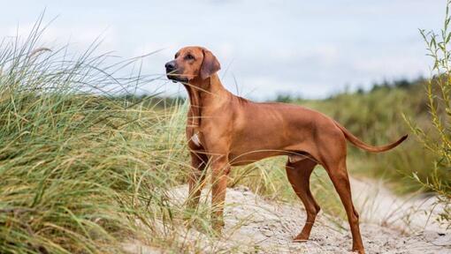 Rhodesian Ridgeback em pé na areia