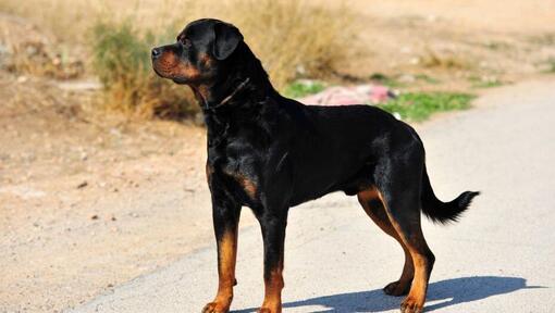 Rottweiler em pé na estrada