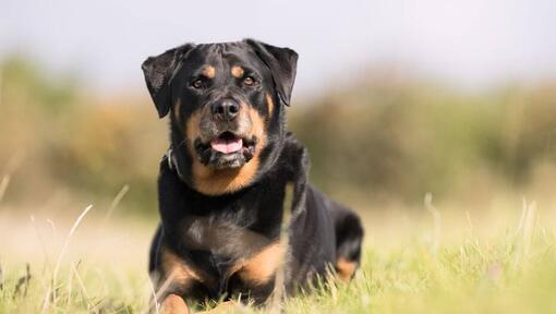 Rottweiler deitado na relva