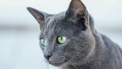 Gato azul russo a olhar para alguém