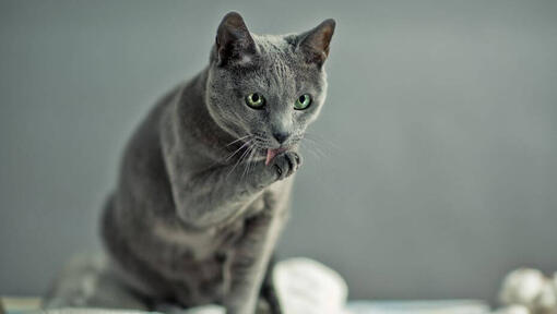 Gato azul russo lavando as patas