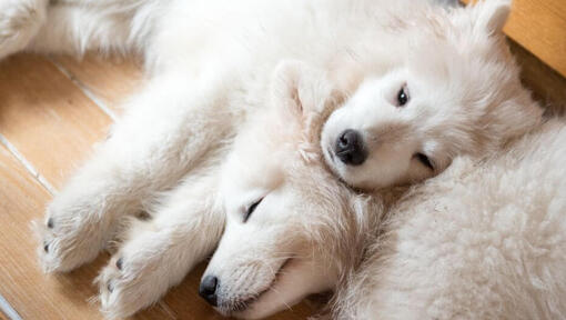 Dois cães samoiedos a dormir