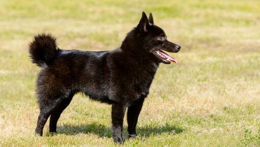 Schipperke de pé na relva