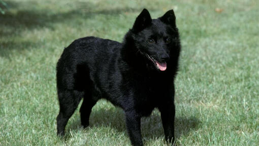 Schipperke de pé na relva e a olhar para frente