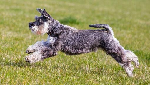 Schnauzer Standard a jogar e a saltar na relva