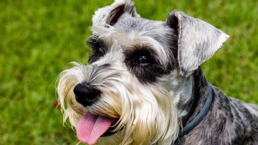 Schnauzer Standard a sorrir