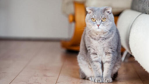 Gato Scottish Fold de pé no chão