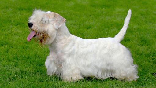 Sealyham Terrier em pé na relva