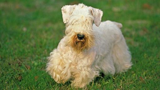 Sealyham Terrier a brincar no jardim